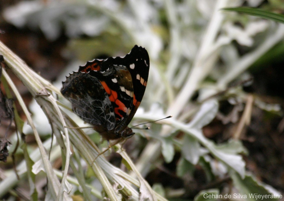 Vanessa indica Herbst, 1794